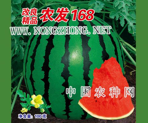 改良精品农发168